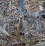 Photo Of The Deer Looking At Something Stock Photo