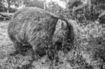 Adorable Large Wombat During The Day Looking For Grass To Eat Stock Photo