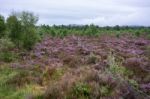 Scottish Heather In Full Bloom Near Aviemore Stock Photo