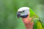 Red-breasted Parakeet Stock Photo