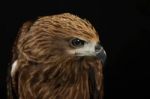 Closeup Hawk Isolate Stock Photo