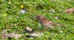 The Beautiful Close-up Of The Sparrow With The Food Stock Photo