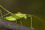 Green Grasshopper ( Phaneroptera Falcata) Stock Photo