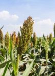 Sorghum Field Stock Photo