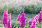 Purple Flowers With Colorful Stock Photo