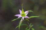 Spotted Bee-balm (monarda Punctata) Stock Photo