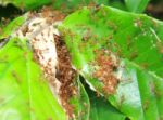 Red Ant In Ant Nest Made From Green Leaves Stock Photo