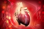 Human Heart Stock Photo