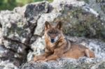 The Iberian Wolf Stock Photo