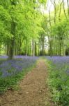 Bluebell Walk Stock Photo