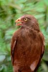 Rufous-winged Buzzard Stock Photo