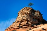 Pine Tree Growing On A Rocky Outcrop Stock Photo