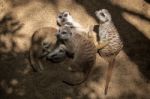 Meerkat Or Suricate (suricata Suricatta) Stock Photo