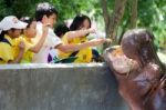 Primary Students Visit The Zoo, In The Jul 27, 2016. Bangkok Thailand Stock Photo