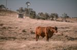 Cow And A Windmill In The Country Stock Photo