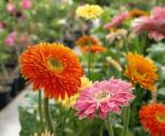 Gerbera Flowers Stock Photo