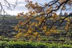 Backlit Oak Tree Stock Photo