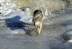 Lone Gray Wolf Stock Photo