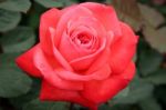 A Beautiful Red Rose (rosa) On Display At Butchart Gardens Stock Photo