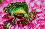 Green Chafer Stock Photo