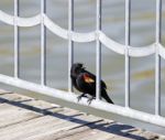 The Red-winged Blackbird Male Stock Photo