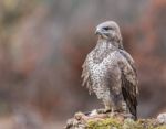 Eagles! Stock Photo