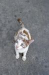 Kitten Looking Upwards Stock Photo