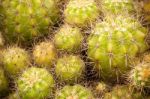 Cactus Stock Photo