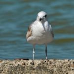 Seagull On The Beach Stock Photo