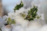 Icicles On Holly Stock Photo