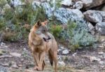 The Iberian Wolf Stock Photo