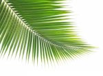 Green Coconut Leaf On White Background Stock Photo