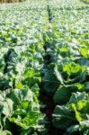 Cabbage In The Winter Stock Photo