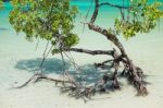 Mangrove Plants Stock Photo