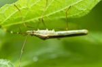 Grasshopper On Leaf Stock Photo