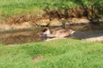 Brown Duck Swimming Down A Stream Stock Photo