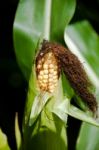 Growing Corn Stock Photo