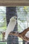 White Cockatoo Blue Eye Socket Stock Photo