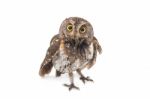 Oriental Scops Owl Isolate On White Background Stock Photo