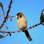 Spot-breasted Parrotbill Stock Photo