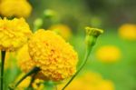 The Beauty Of Marigolds In Nature Stock Photo