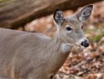 Beautiful Picture With The Cute Deer In The Forest Stock Photo