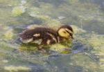 The Cute Young Duck Is Eating The Algae Stock Photo