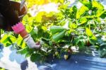 Strawberries In Hands Of A Tree Stock Photo