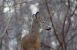 Image Of The Deer Looking Back Stock Photo