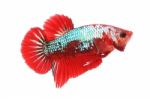 Alert Betta Fighting Fancy Fish On White Background Stock Photo