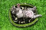 Baby White Tiger Laying In A Mattress Stock Photo