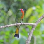 Female Red-bearded Bee-eater Stock Photo