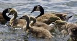 Beautiful Isolated Image With A Family Of The Canada Geese Stock Photo