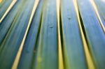 Coconut Leaves Beautiful Green Stock Photo